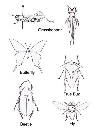 where to pierce your insect specimen