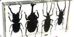  4 Beetle Set - 7 1/2 x 3 x 1 1/2 inch 