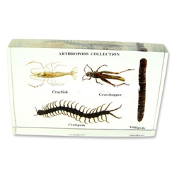 Arthropods Collection (5 1/4 x 3 12 x 1 inch) 