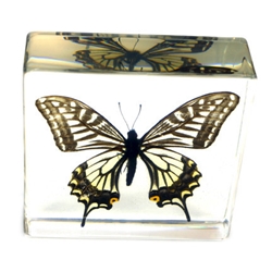 Asian Swallowtail Butterfly 