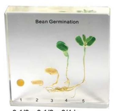 Bean Germination 