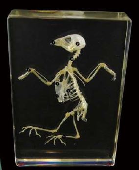 Bird Skeleton (5 1/2 x 3 1/2 x 1 1/2 inch) 