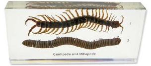 Centipede and Millipede Comparison 