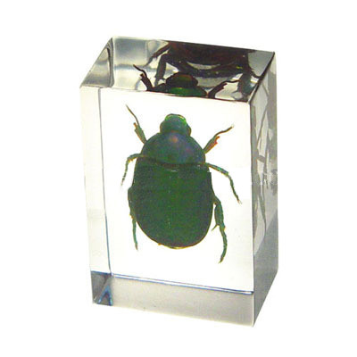 Chafer Beetle 