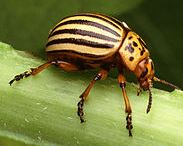 Colorado Potato Beetle 