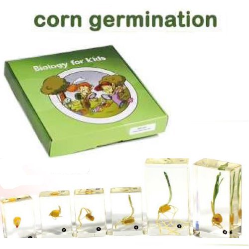 Corn Germination set, 6 pcs, with Instruction 