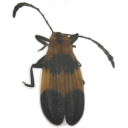 End-Banded Net-winged Beetle - Calopteron terminale