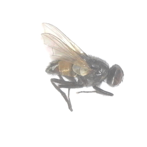 Face Fly - Musca autumnalis