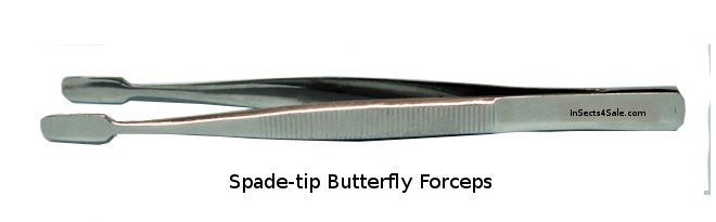 Forceps, spade-tip butterfly 