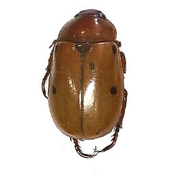 Grapevine Beetle  