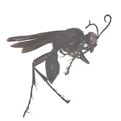 Great Black Wasp 
