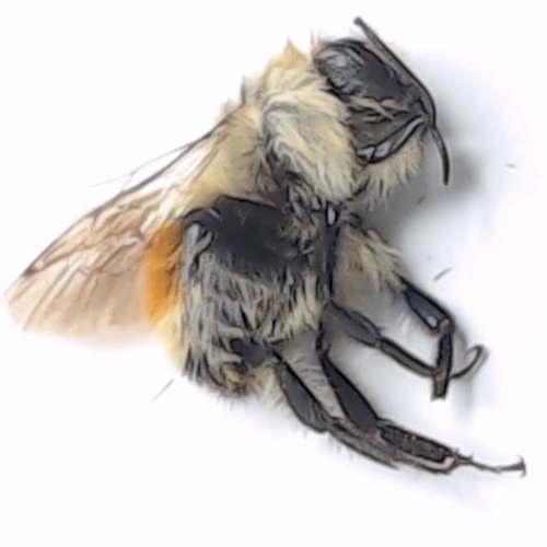 Bombus huntii - Hunt's Bumble Bee