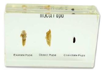 Insect Pupa 
