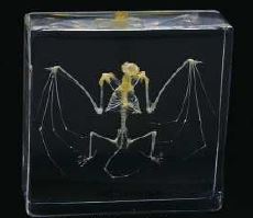 Japanese Bat Skeleton (3 x 3 x 1 inch) 