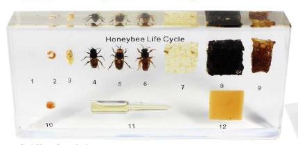 LifeCycle of a Honey Bee 