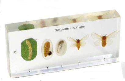 LifeCycle of a Silkworm Moth 