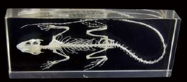 Lizard Skeleton (6 1/2 x 2 1/2 x 1 inch) 