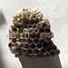 Paper Wasp Nest - polistes nest_1
