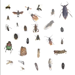 Customized to State Collection : 20 insect Kit 