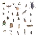 Customized to State Collection : 20 insect Kit - qpb-112015-customized to state