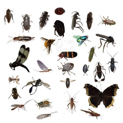 Customized to State Collection : 30 insect Kit insect collection, local dead insect, bug collection, 4-H Bug collection, real insects dead, local caught insect, Science Olympiad, insect caught in my state