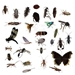 Customized to State Collection : 30 insect Kit - qpc020416a-custom to state
