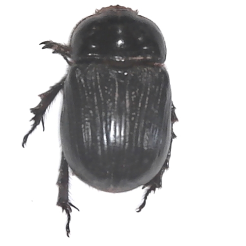Xyloryctes jamaicensis - Rhinoceros Beetle