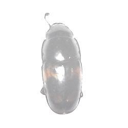 Sap-feeding Beetle - Glischrochilus obtusus