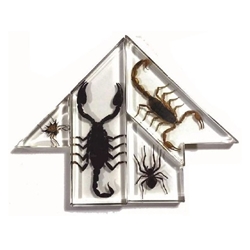 Scorpion - Spider Acrylic Puzzle 