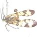 Scorpionfly - Panorpidae