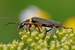 Soldier Beetle - Cantharidae-1
