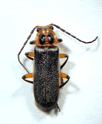 Cantharidae - Atalantycha bilineata