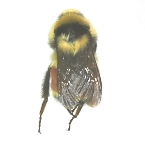 Tricolored Bumble Bee - Bombus ternarius