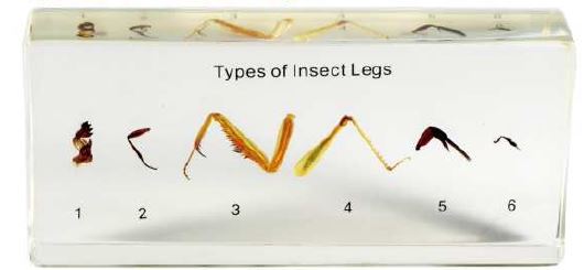 Types of Insect Legs (5 1/2 x 2 1/2 x 1 inch) 