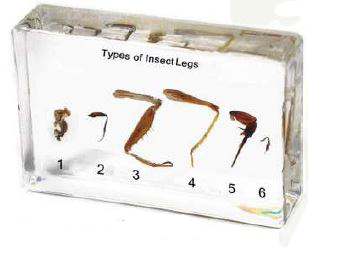 Types of insect legs (3 1/2 x 2 1/4 x 3/4 in ) 