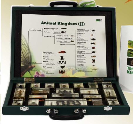 Animal Kingdom (20 blocks in case) 