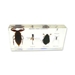 aquatic insect collection (6 1/2 x 3 x 1 in) - P1007