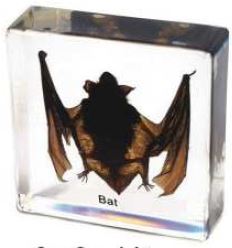 Bat ( 3 x 3 x 1 in) 