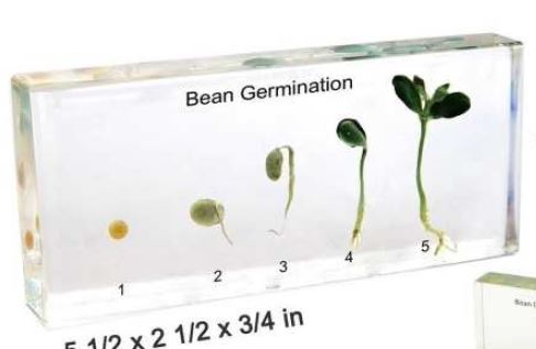 Bean Germination (3 1/2 X 6 1/2 X 3/4 in) 