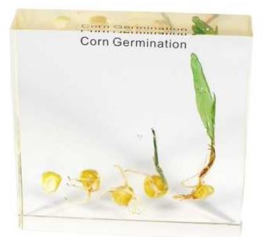 Corn Germination (3 1/2 x 3 1/2 x 3/4 in) 