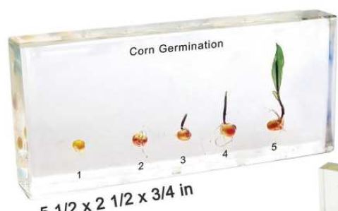Corn Germination (5 1/2 X 2 1/2 X 3/4 in) 