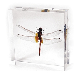 Dragonfly (3 x 3 x1 in) 