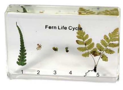Fern Lifecycle (3 1/2 x 2 1/4 x 3/4 in) 