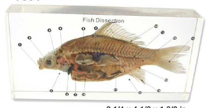 Fish (7 x 3 1/8 x 1 1/8 inch) 