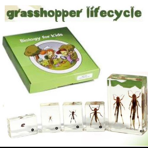 grasshopper lifecycle, 5 pcs, with instruction 