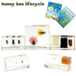 Honey Bee Lifecycle set, 5 pcs, with Instruction 