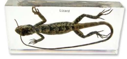 Lizard ( 6 1/2 x 3 x 1 in) 