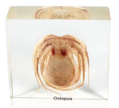 Octopus (3 x3 x 1 in) 