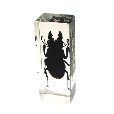 stag beetle (black) 