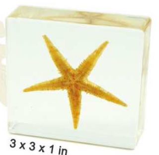 Starfish (3 x3 x 1 in) 